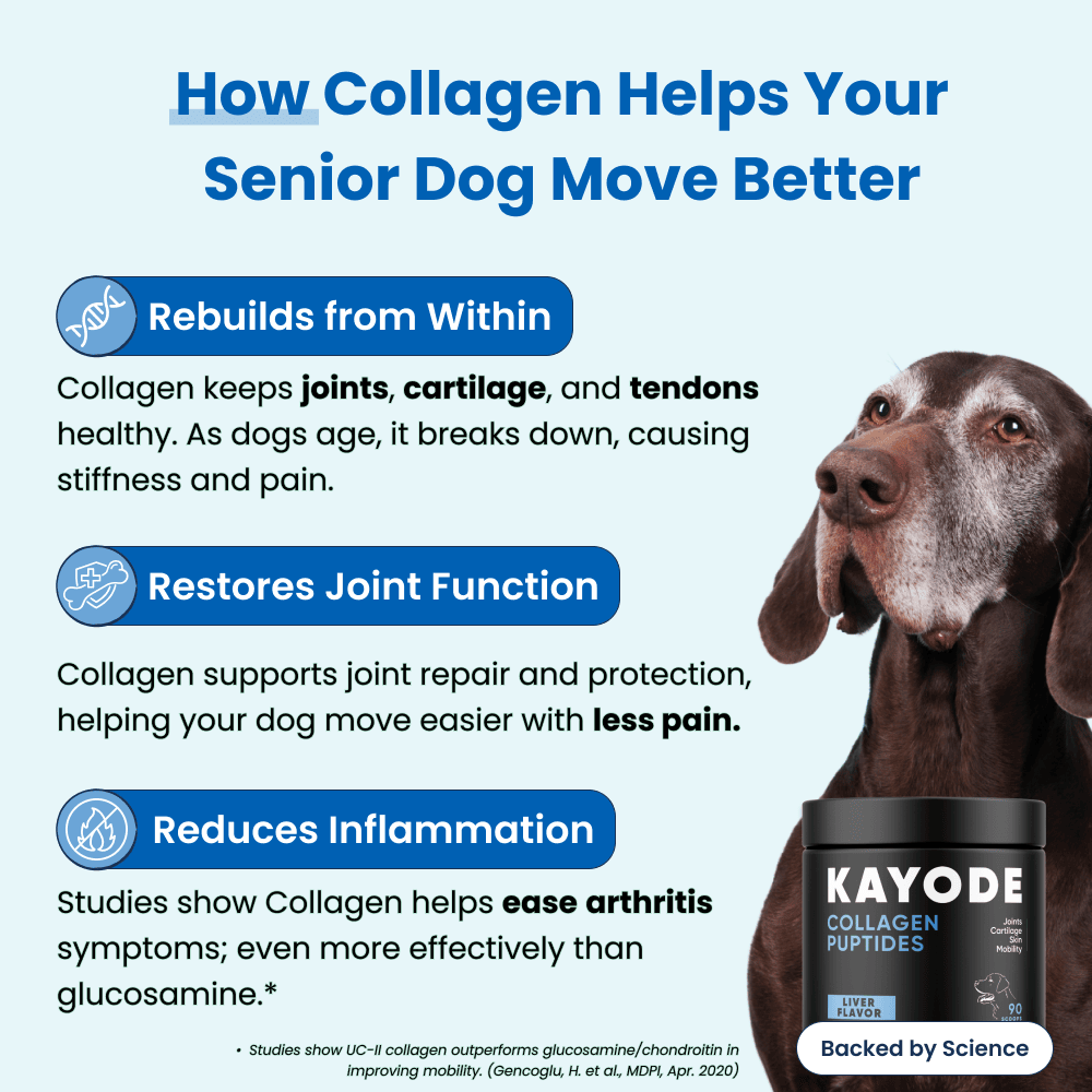 Collagen Puptides