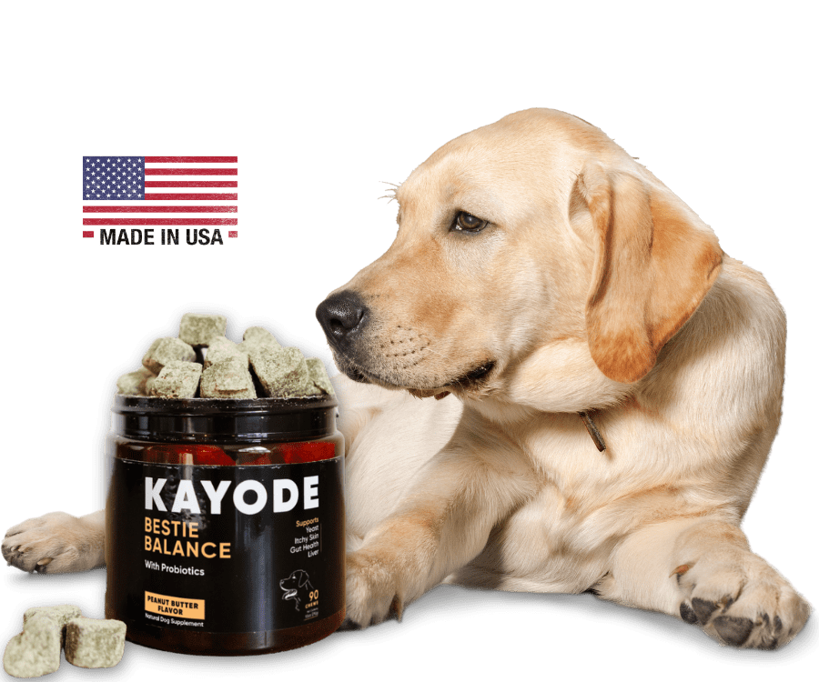 Yellow Labrador with a jar of Bestie Balance chews and a Made in USA flag