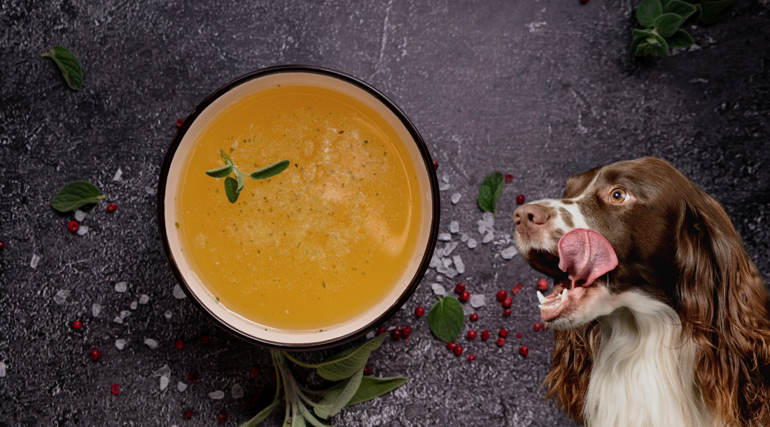 bowl of bone broth with hungry dog