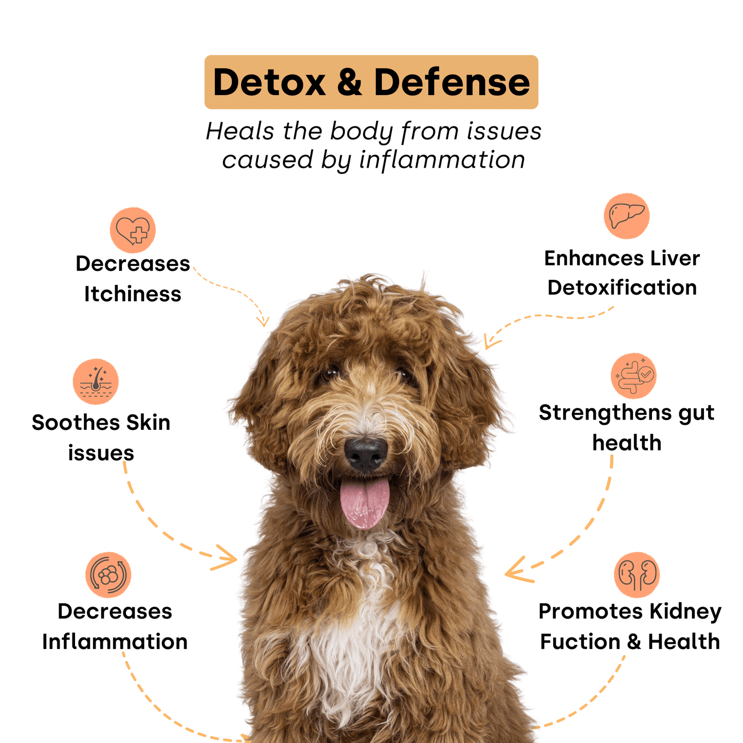 Doggie Detox