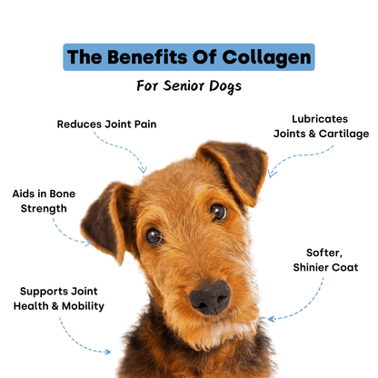 Collagen Puptides