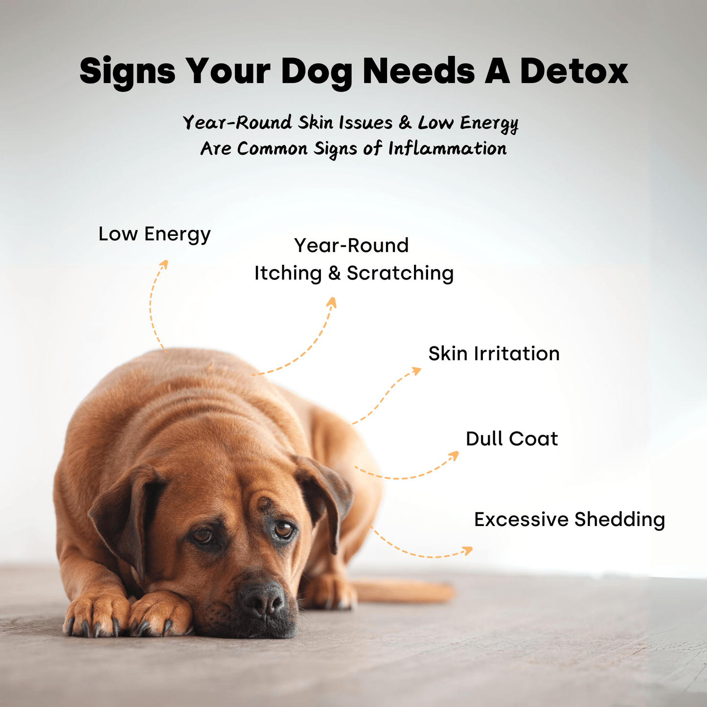 Doggie Detox