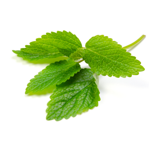 Lemon Balm