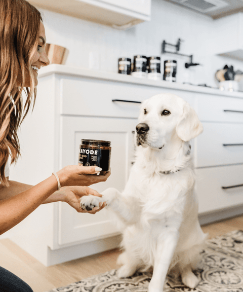 Kayode | Functional Modern Dog Supplements