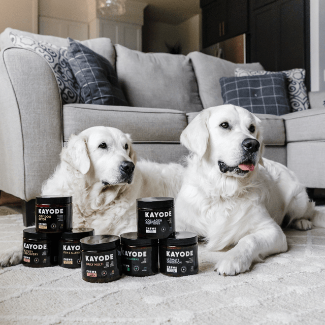 Two dogs lie on the floor with Kayode pet supplement containers.