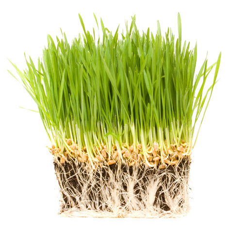 Wheatgrass