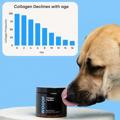 Collagen supplements for dogs deals