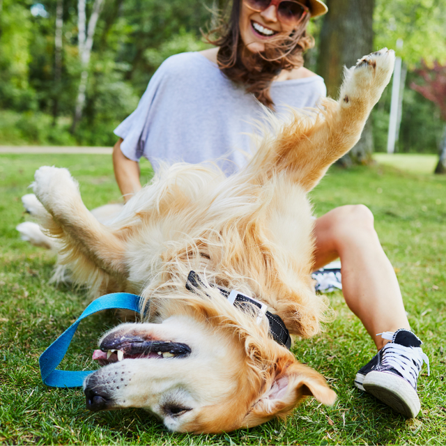 Woman laughing while playing with her Golden Retriever on the grass.