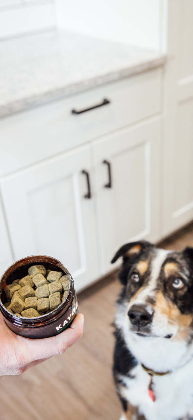 Drool-worthy natural nutrients so you can spoil your dog with better health