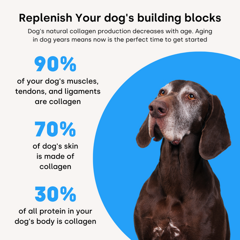 Collagen Puptides Premium Collagen For Dogs Kayode