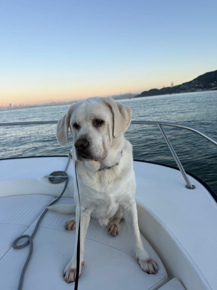 Frankie's dog, from a customer photo review
