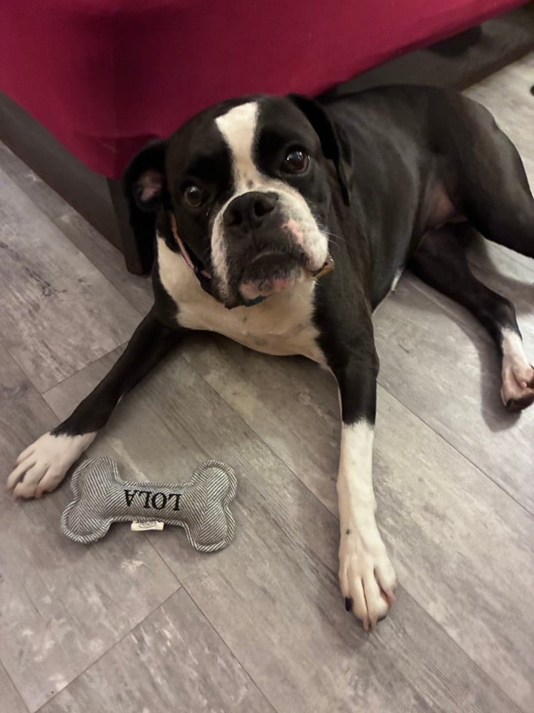 Lola's dog, from a customer photo review