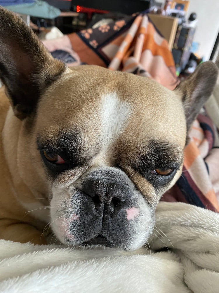 Maddie Sue's dog, from a customer photo review