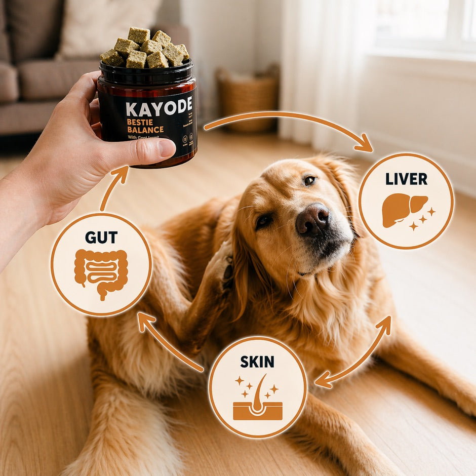 Hand holding a jar of Bestie Balance above a golden retriever, with gut, liver and skin icons